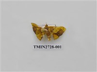 藏品(尺蛾283)的圖片